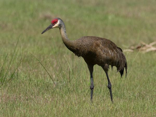 Sandhill crane (Grus canadensis)